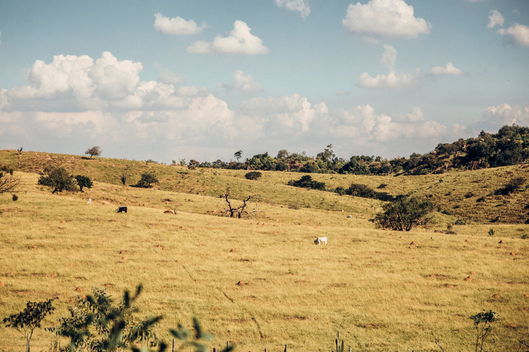 Paisagem_agriculturalland