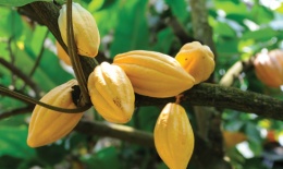 Cocoa beans