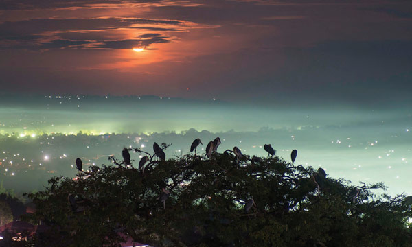 Birds settling in three tops in Masaka at sunset