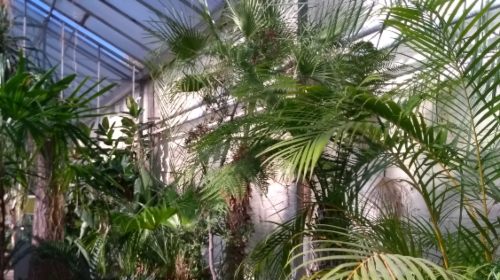 View of the tropical greenhouse at Firs Botanical Grounds.