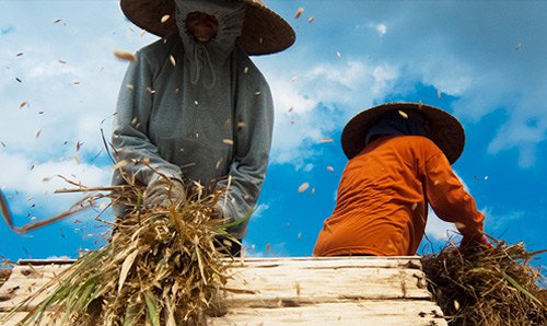 Turning agricultural waste into clean energy.