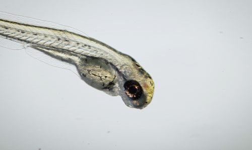 Zebrafish